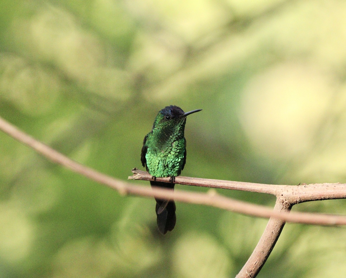 Колібрі-лісовичок синьоголовий - ML646378233