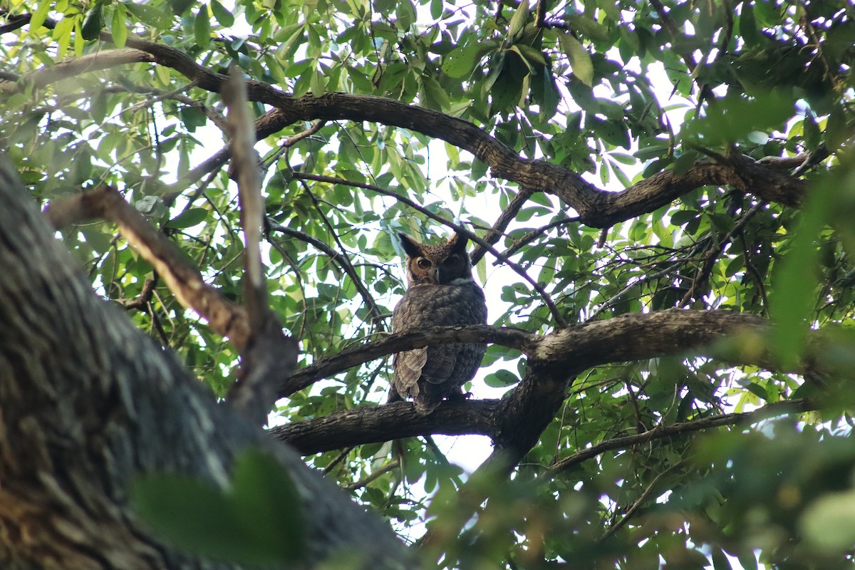 Great Horned Owl - ML646378236