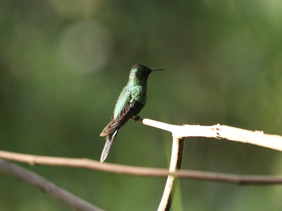 Колібрі-лісовичок синьоголовий - ML646378237