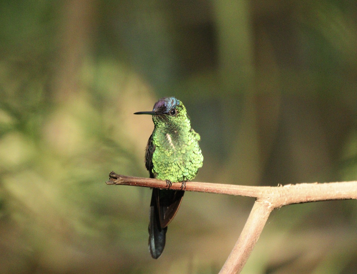 Колібрі-лісовичок синьоголовий - ML646378238
