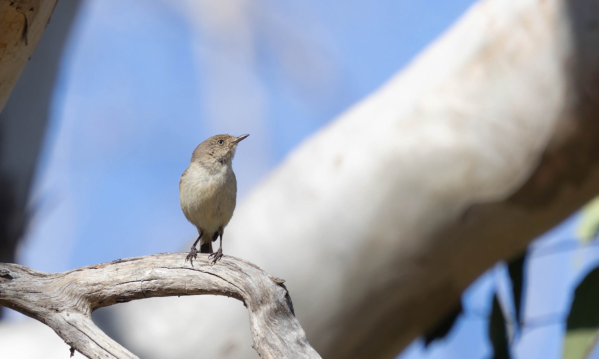 Western Thornbill - ML646378239