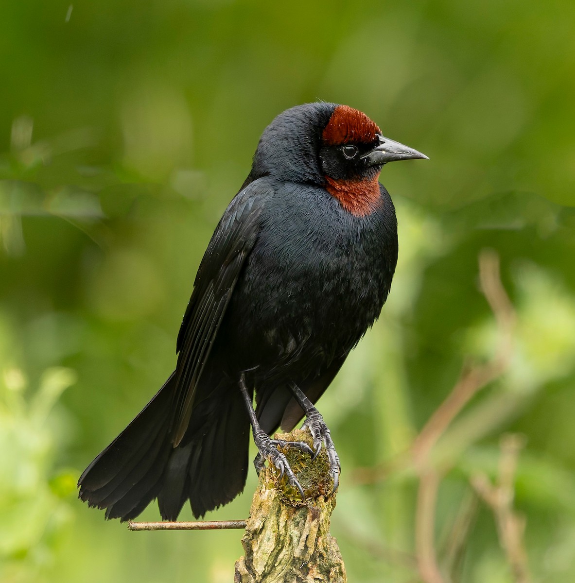 Chestnut-capped Blackbird - ML646378240