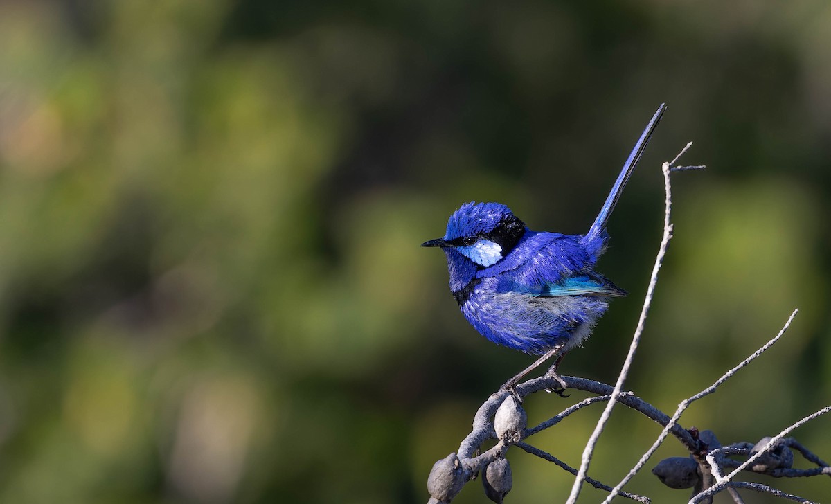 Splendid Fairywren - ML646378241