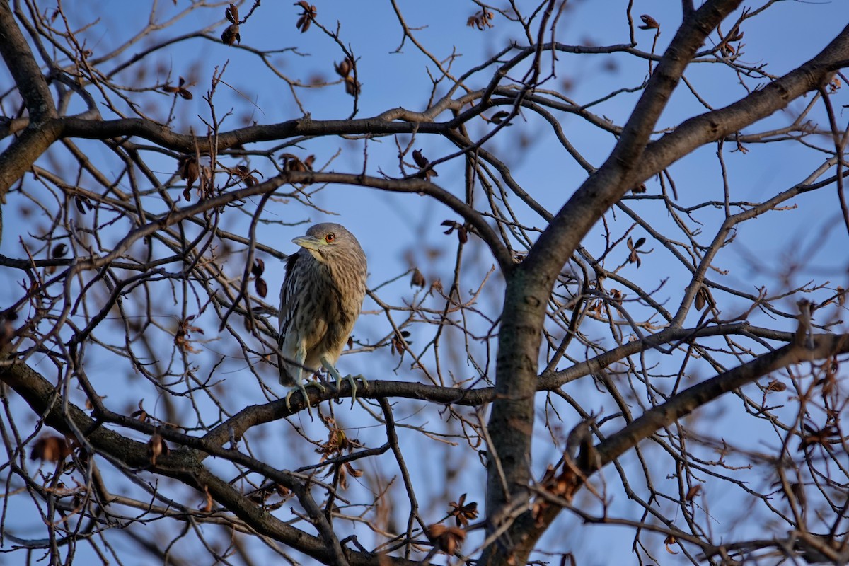 Black-crowned Night Heron - ML646378243