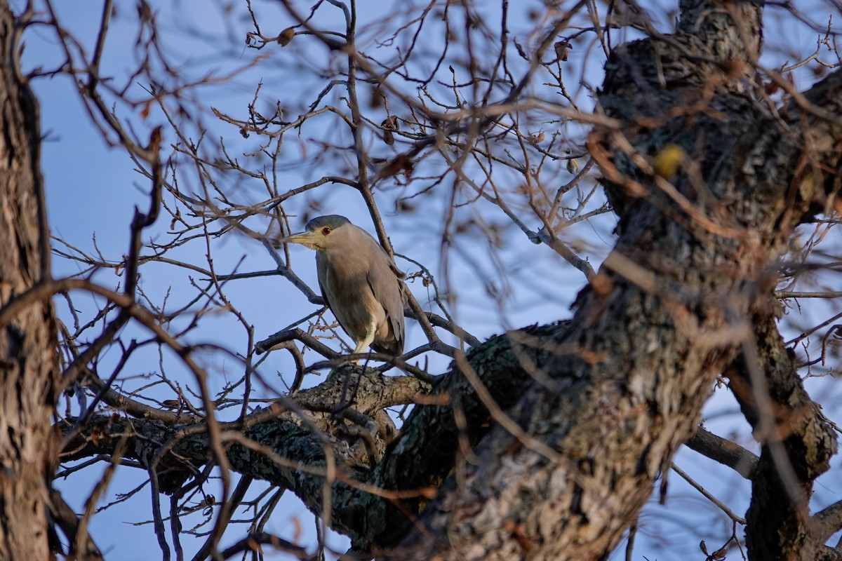 Black-crowned Night Heron - ML646378244
