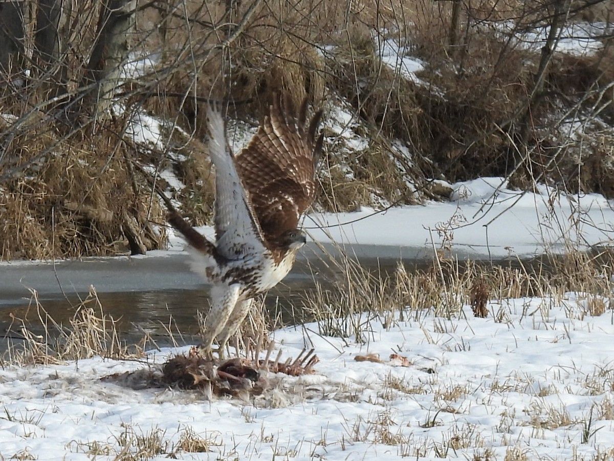 Red-tailed Hawk - ML646378248