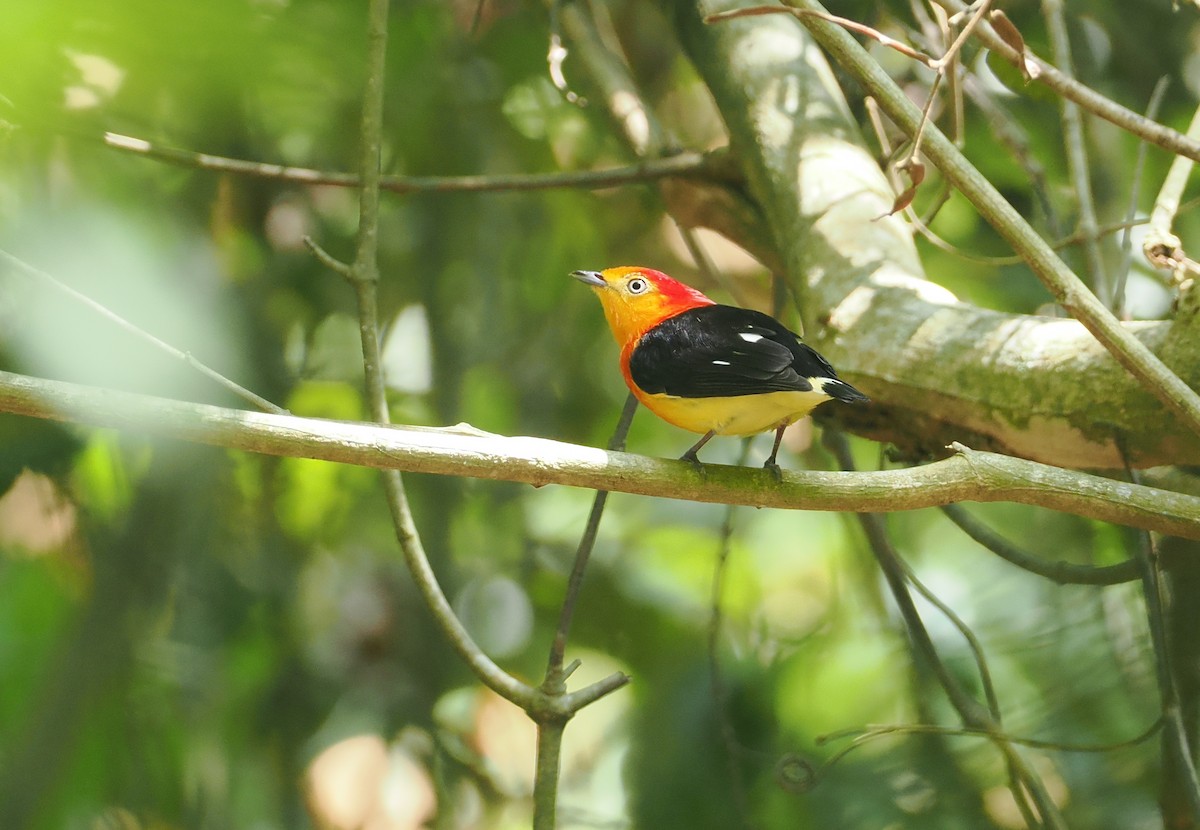 Band-tailed Manakin - ML646378249