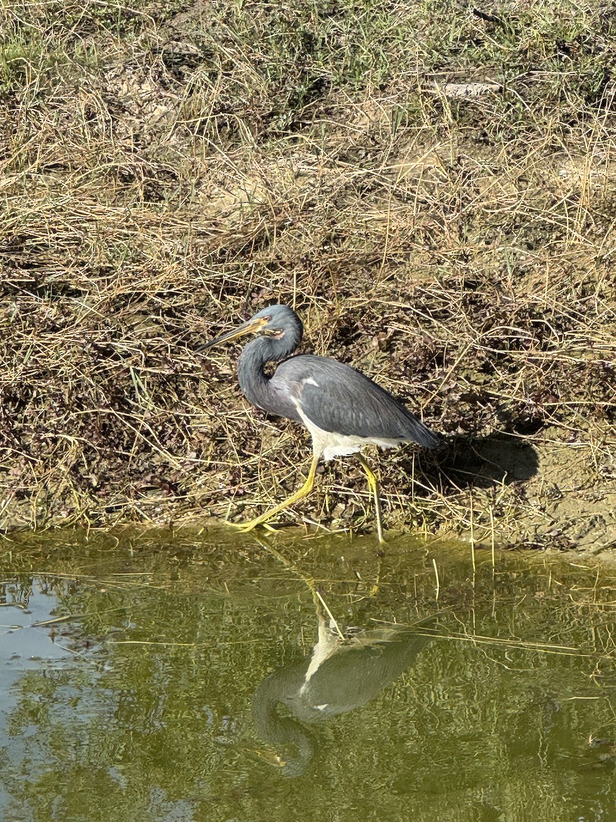 Tricolored Heron - ML646378250