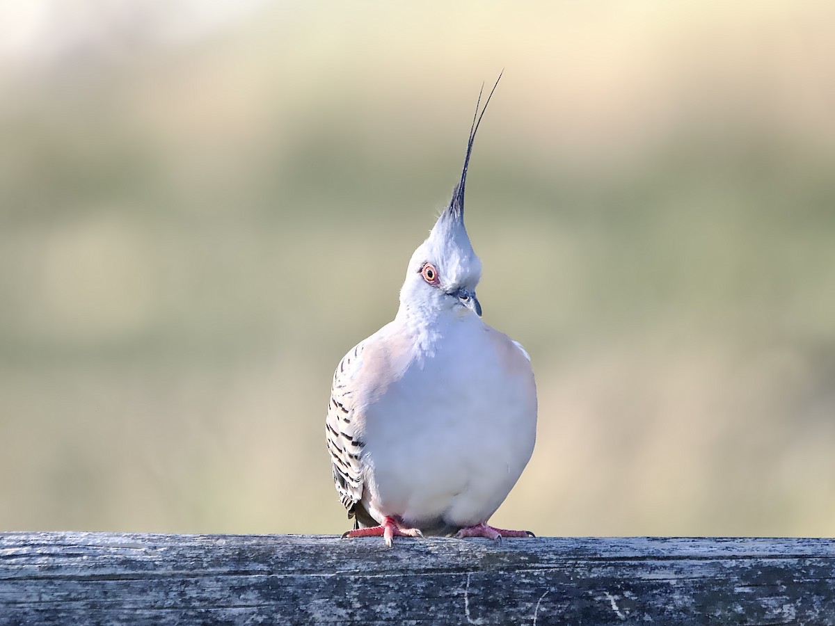 Crested Pigeon - ML646378251