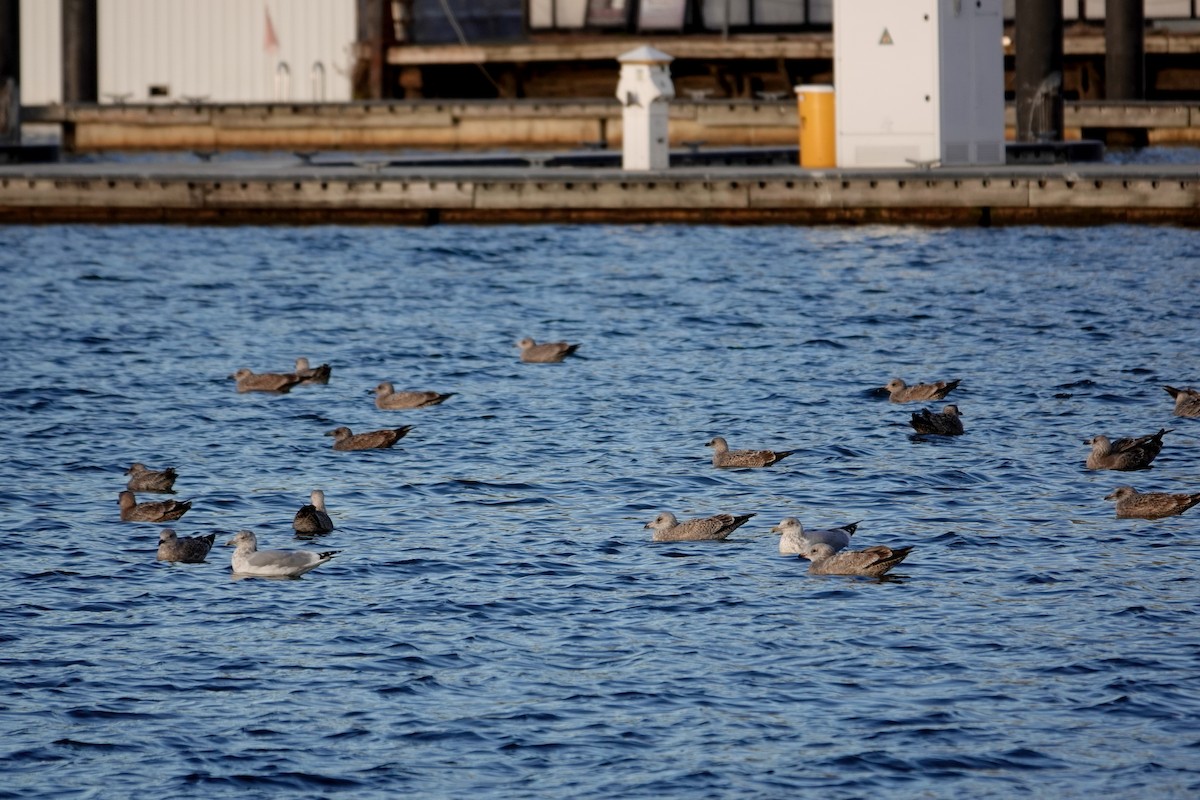 American Herring Gull - ML646378252