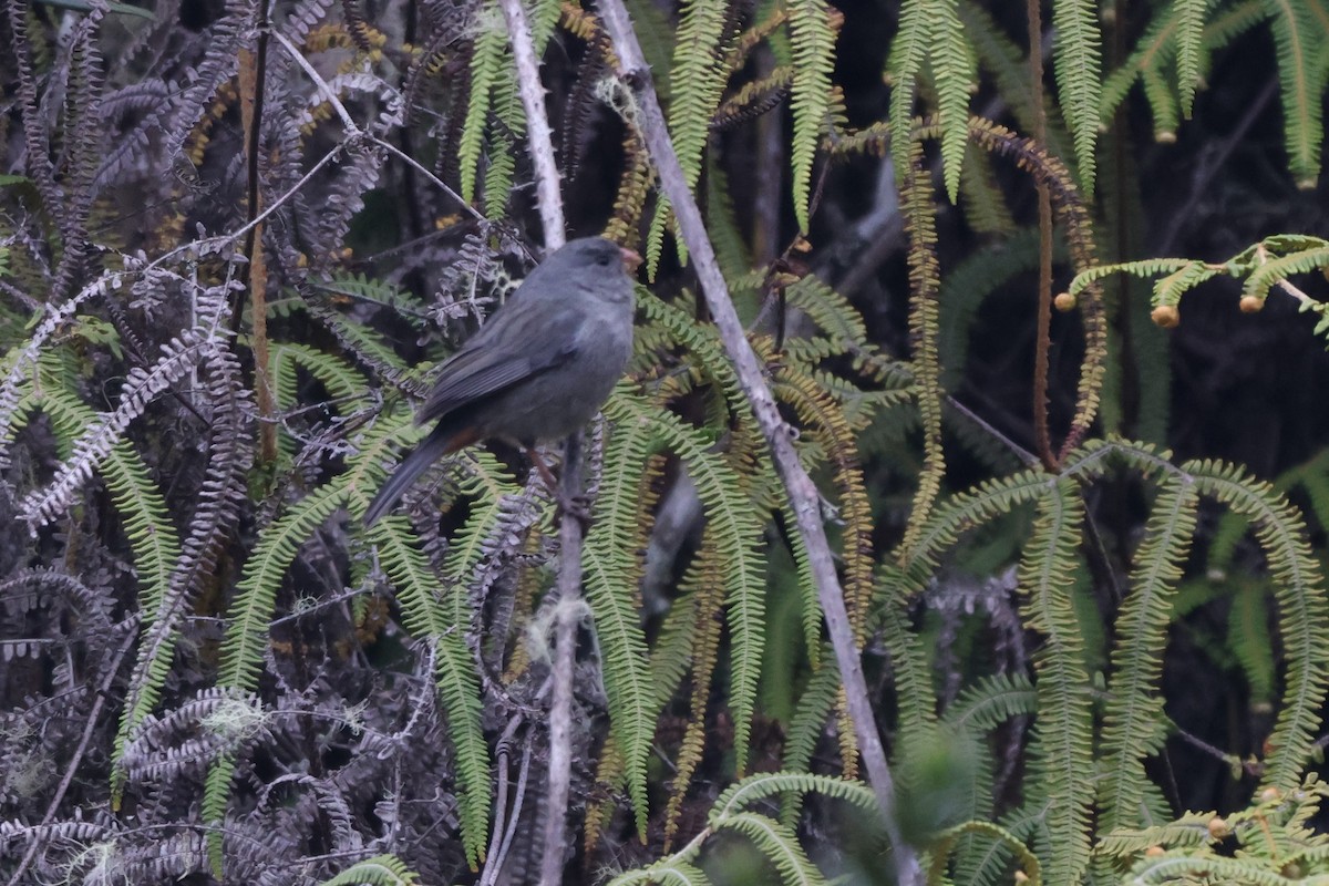 Paramo Seedeater - ML646378253