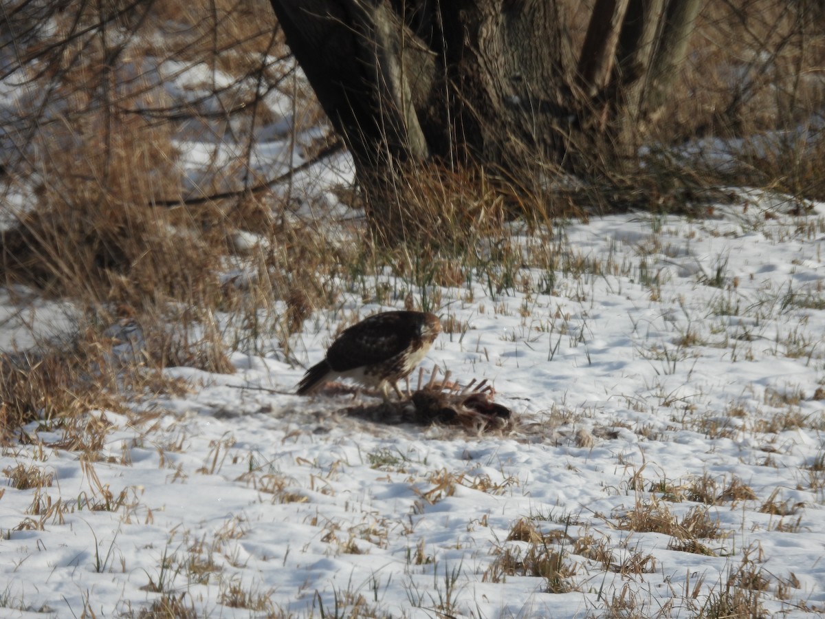 Red-tailed Hawk - ML646378254