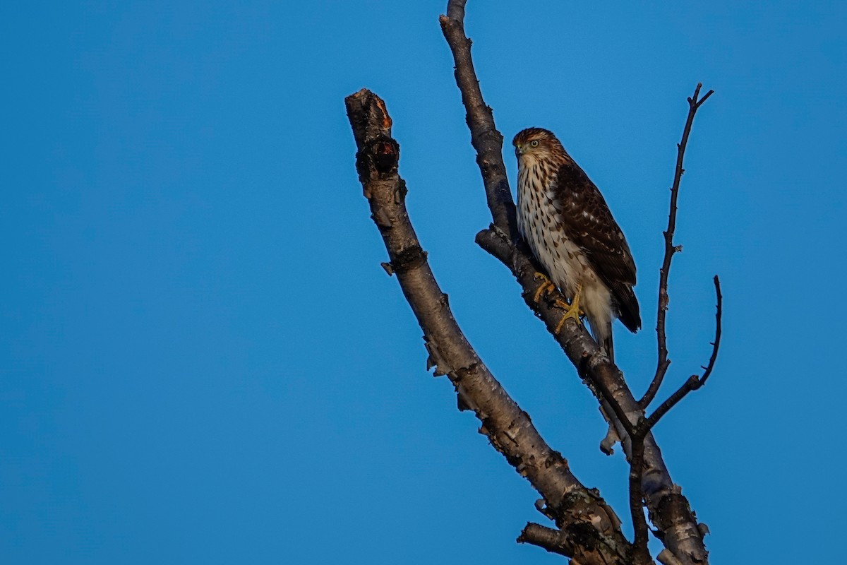 Cooper's Hawk - ML646378256