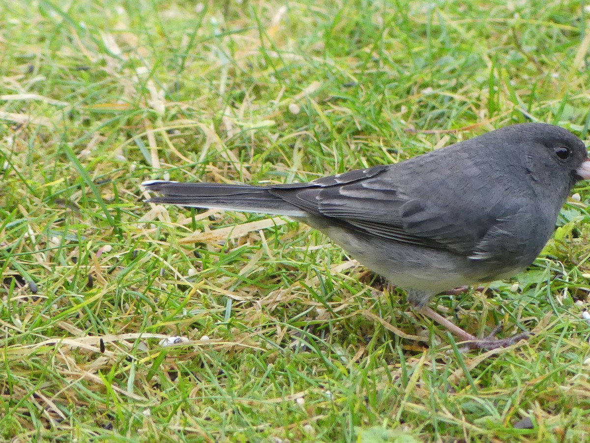 strnadec zimní (ssp. hyemalis/carolinensis) - ML646378257