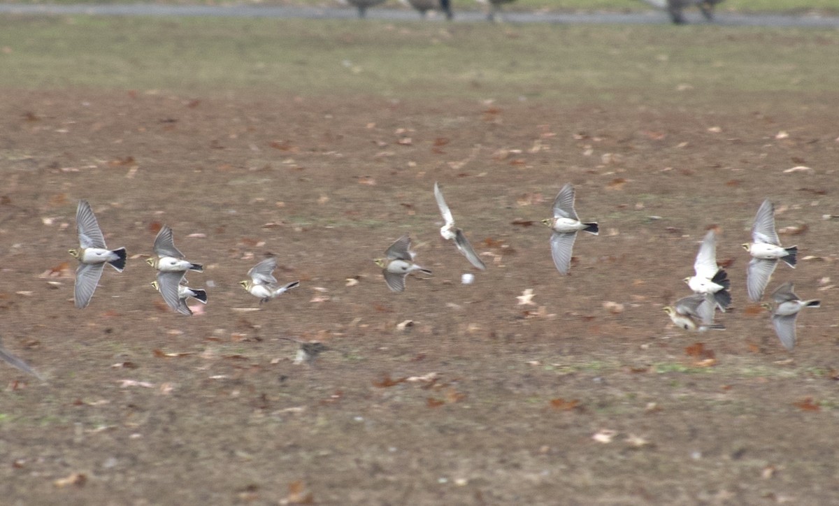 Alondra Cornuda - ML646378258