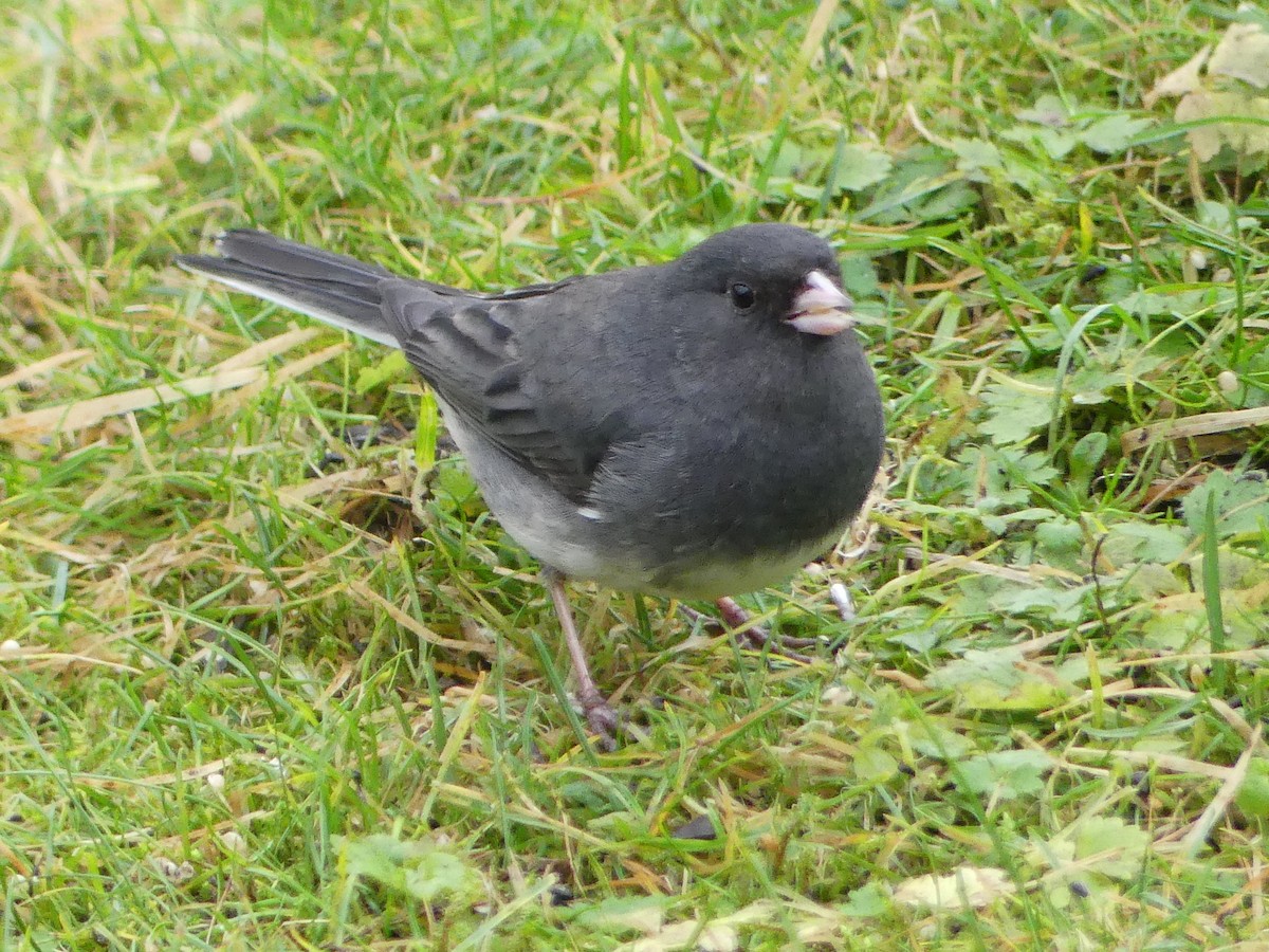 strnadec zimní (ssp. hyemalis/carolinensis) - ML646378259