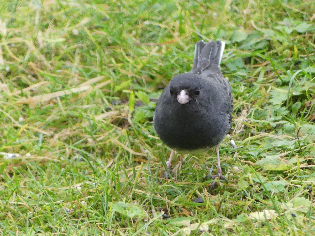 strnadec zimní (ssp. hyemalis/carolinensis) - ML646378260