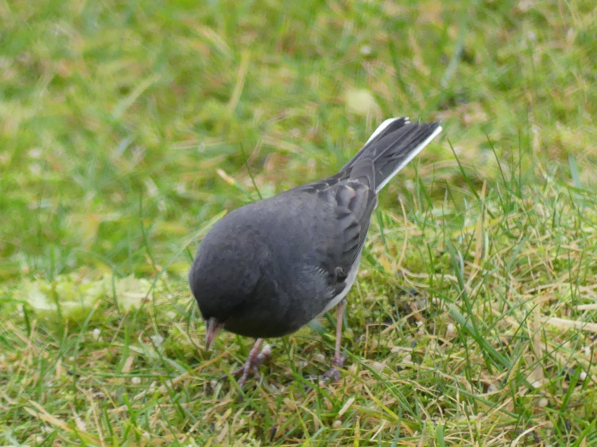 strnadec zimní (ssp. hyemalis/carolinensis) - ML646378261