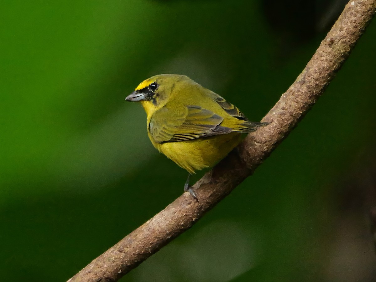 Thick-billed Euphonia - ML646378263