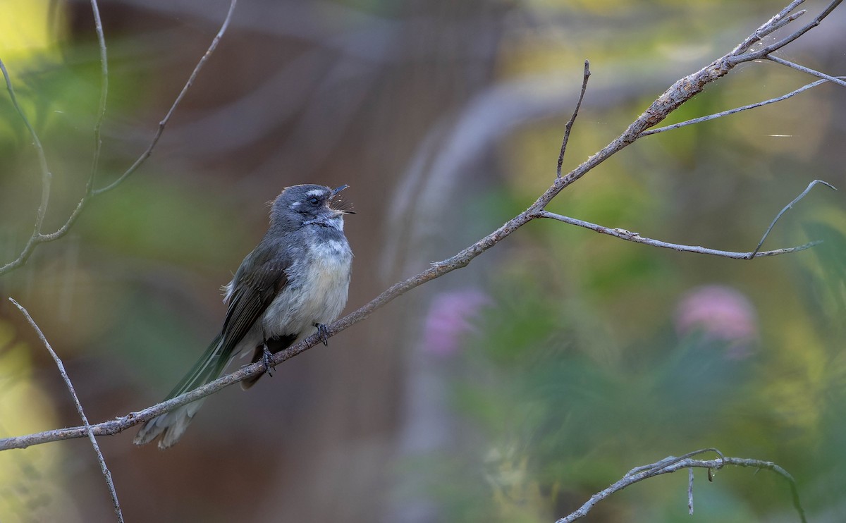Gray Fantail (preissi) - ML646378264