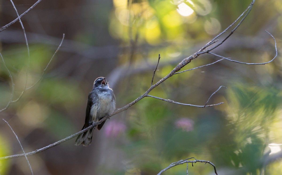 Gray Fantail (preissi) - ML646378265