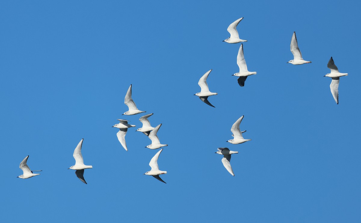 Bonaparte's Gull - ML646378266