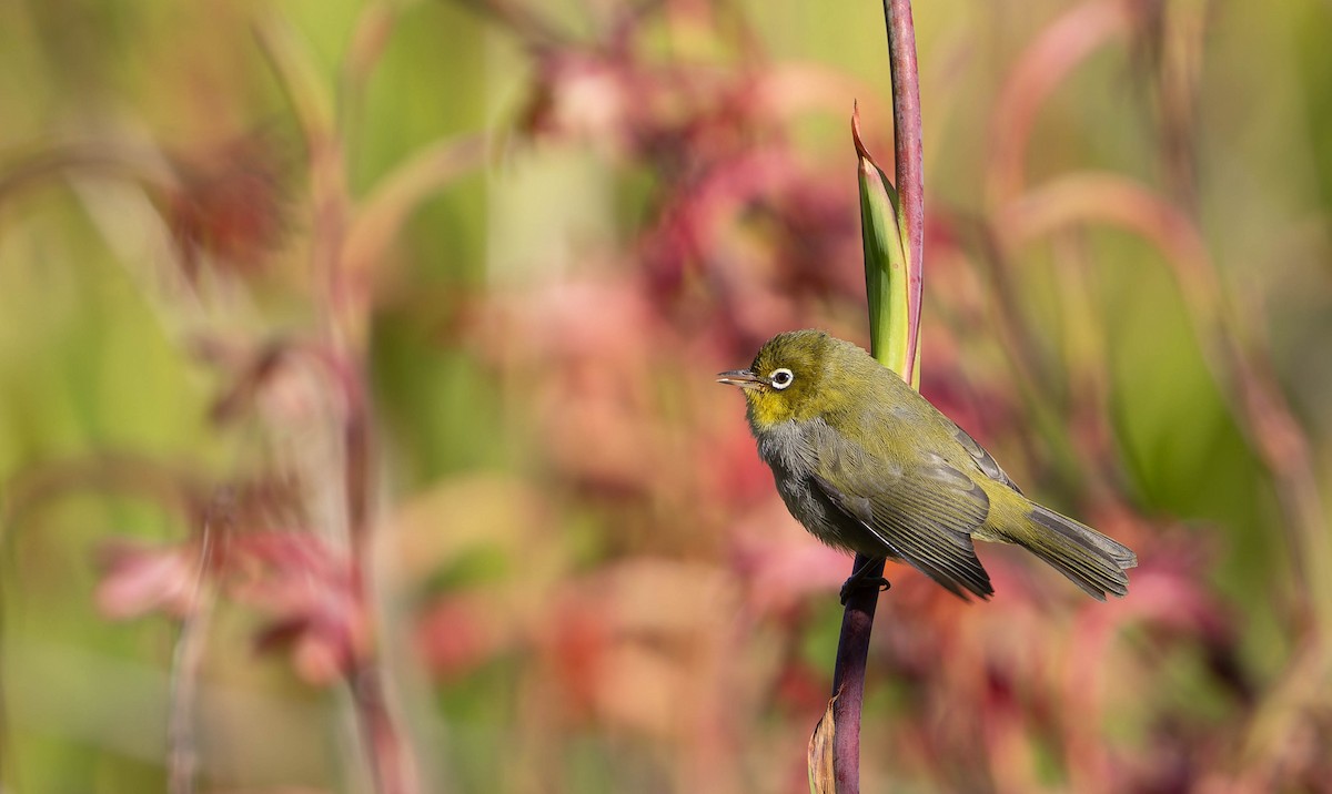 Silvereye - ML646378267