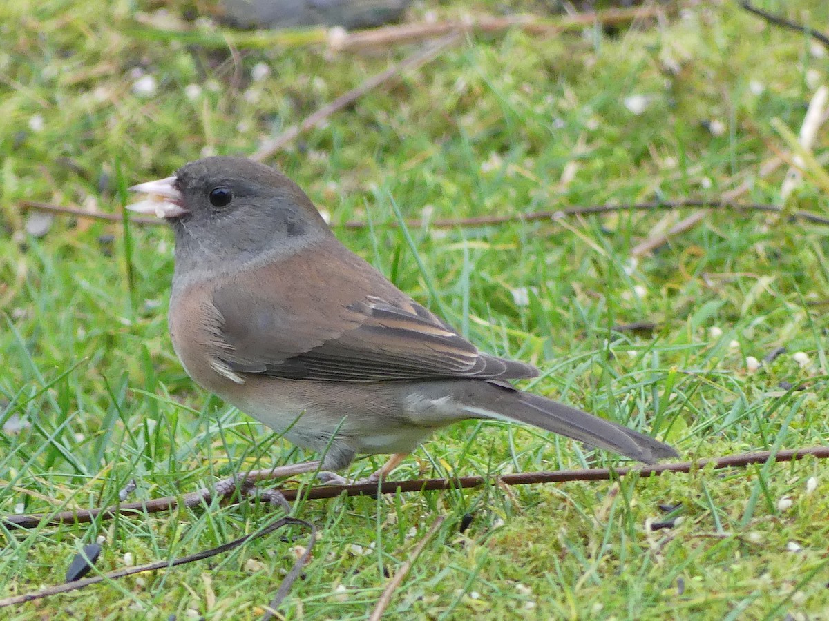 strnadec zimní [skupina oreganus] - ML646378271