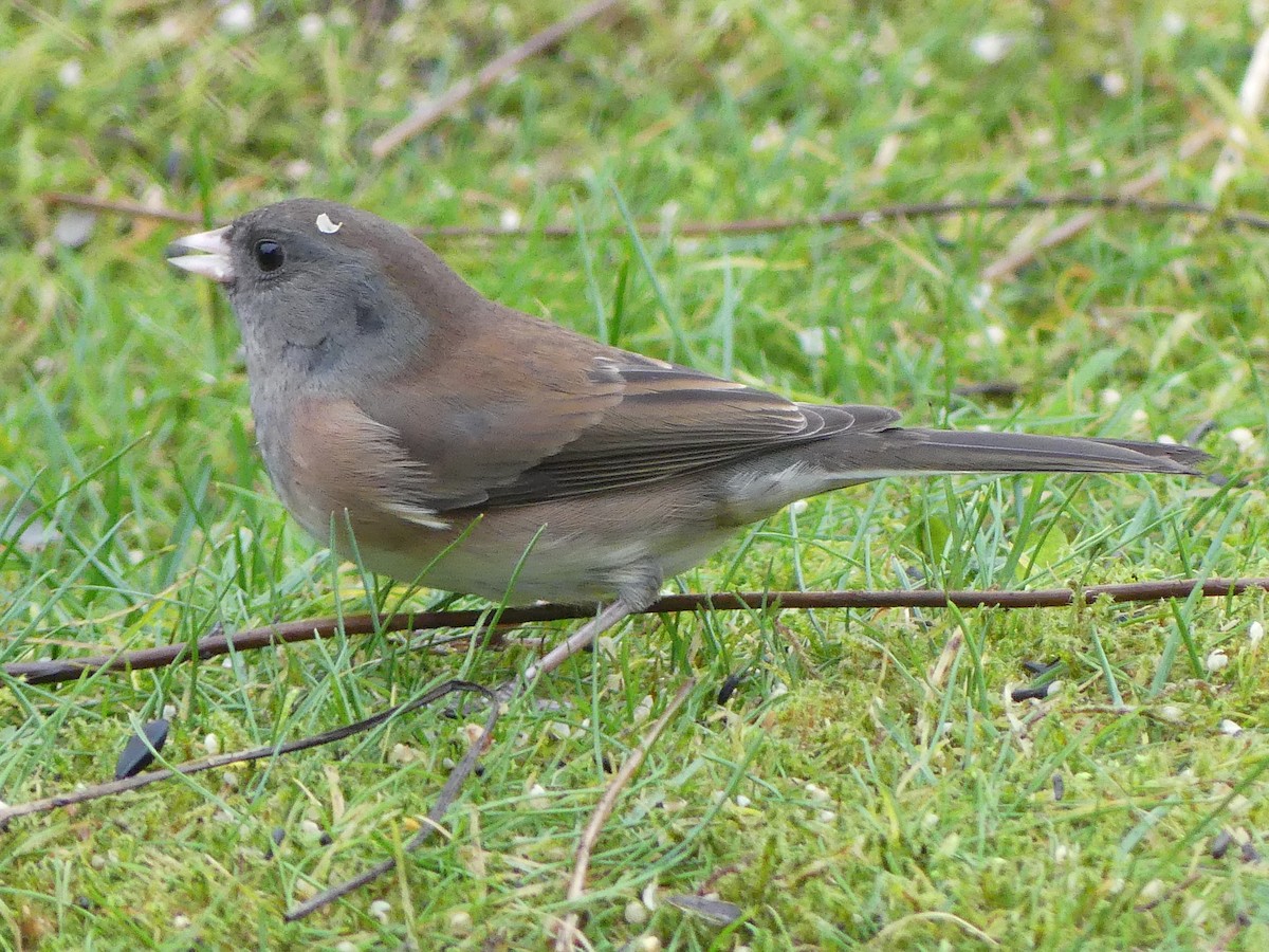 strnadec zimní [skupina oreganus] - ML646378272