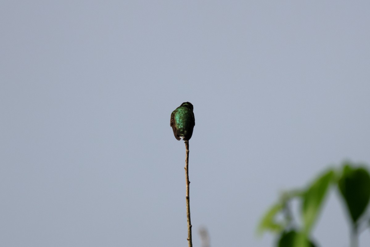 Ruby-throated Hummingbird - ML646378273