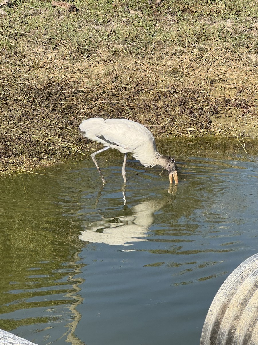 Wood Stork - ML646378274