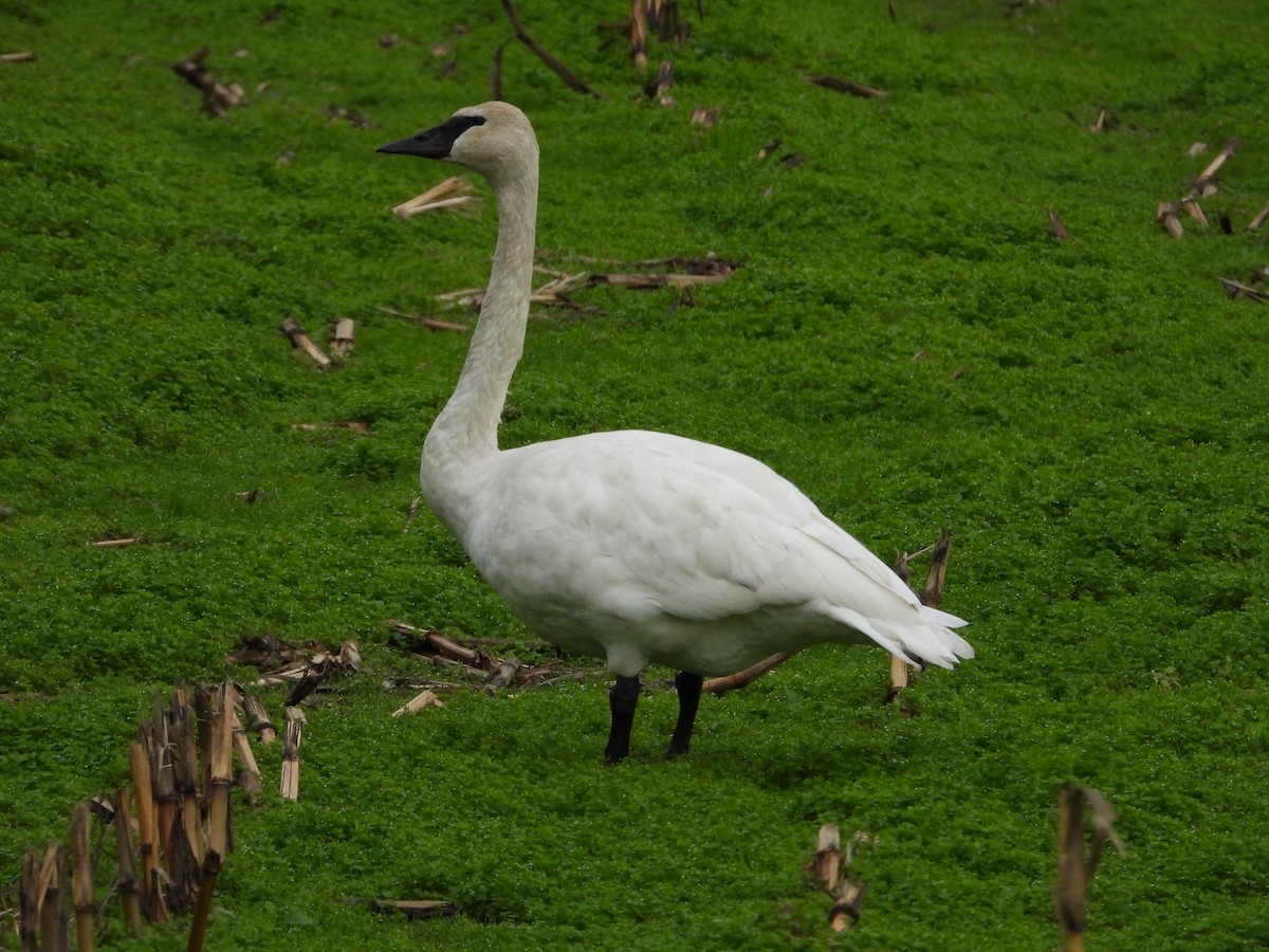 Trumpeter Swan - ML646378276