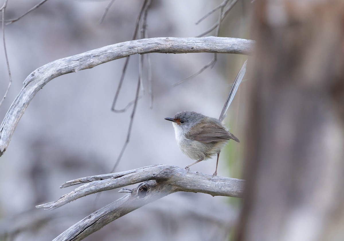 Red-winged Fairywren - ML646378277