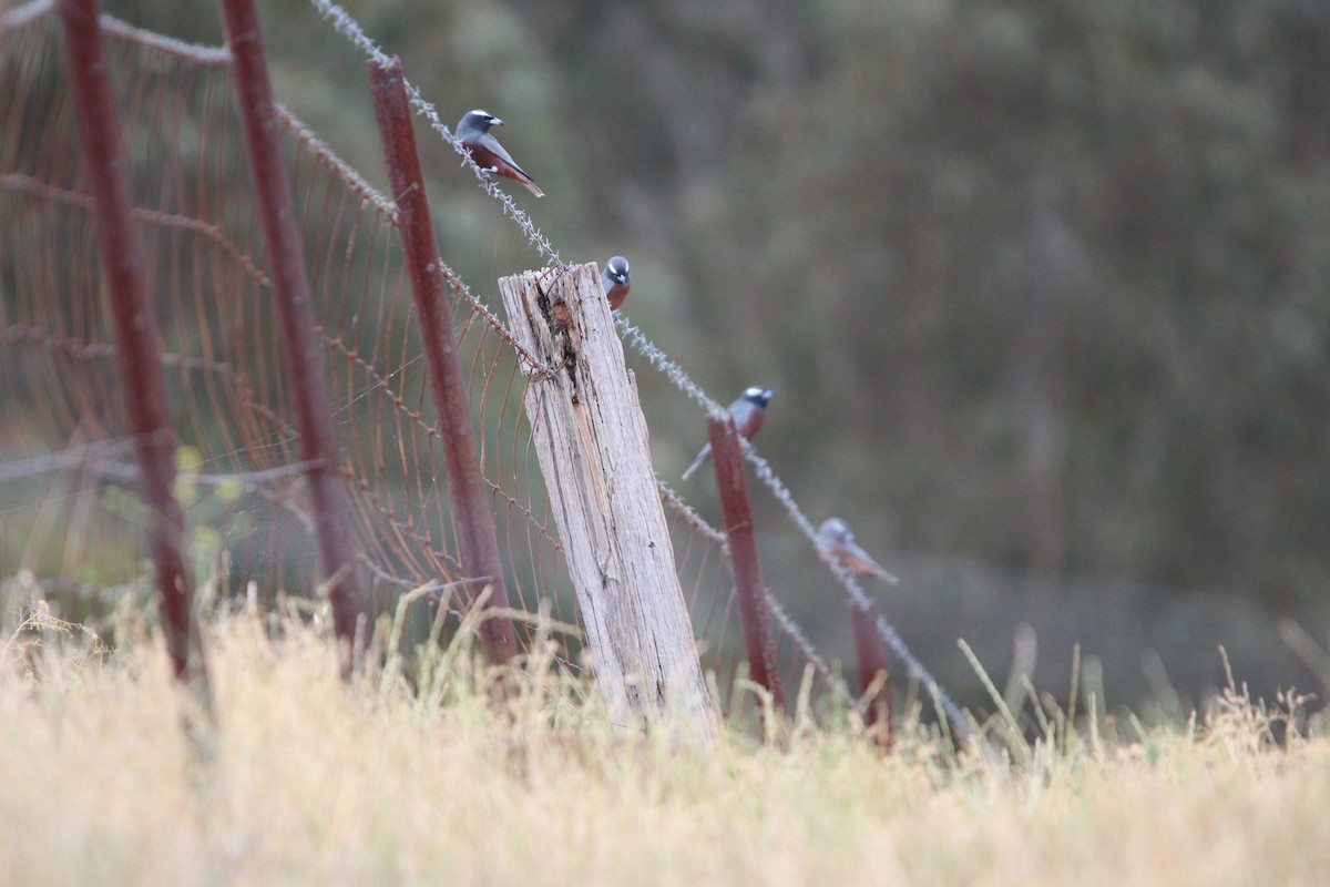 Ak Kaşlı Ormankırlangıcı - ML646378278