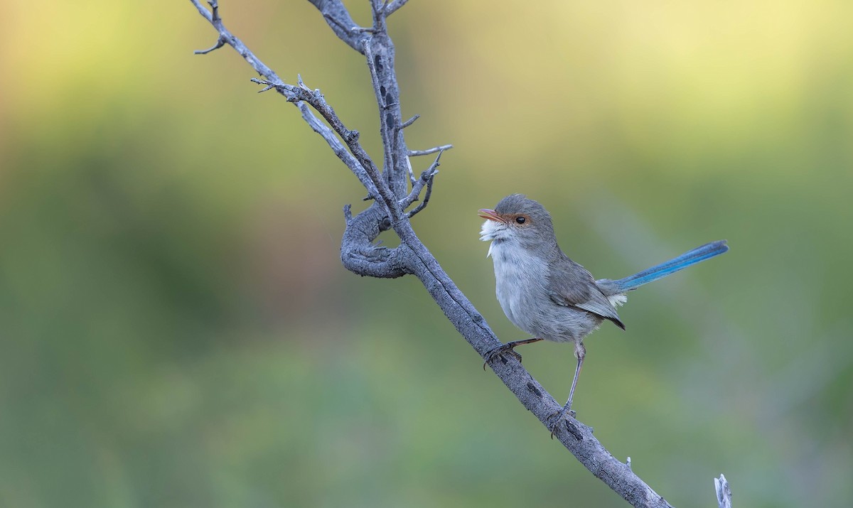 Splendid Fairywren - ML646378279