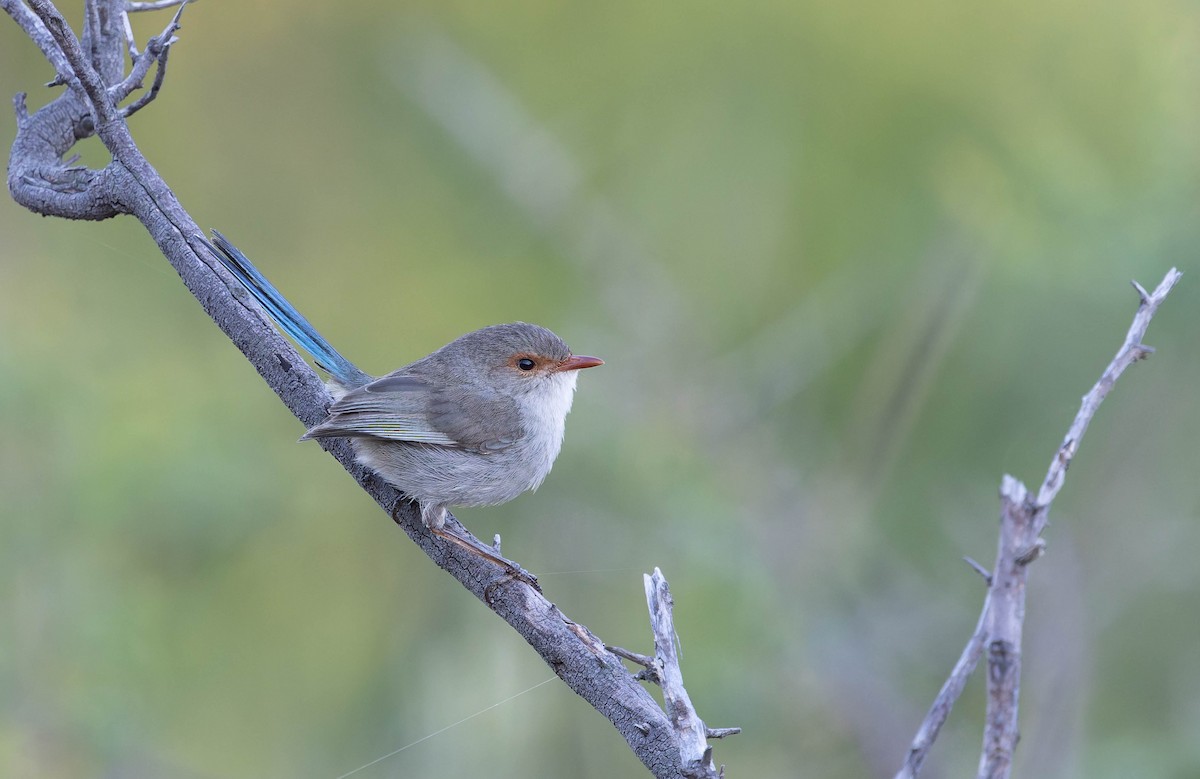 Splendid Fairywren - ML646378280