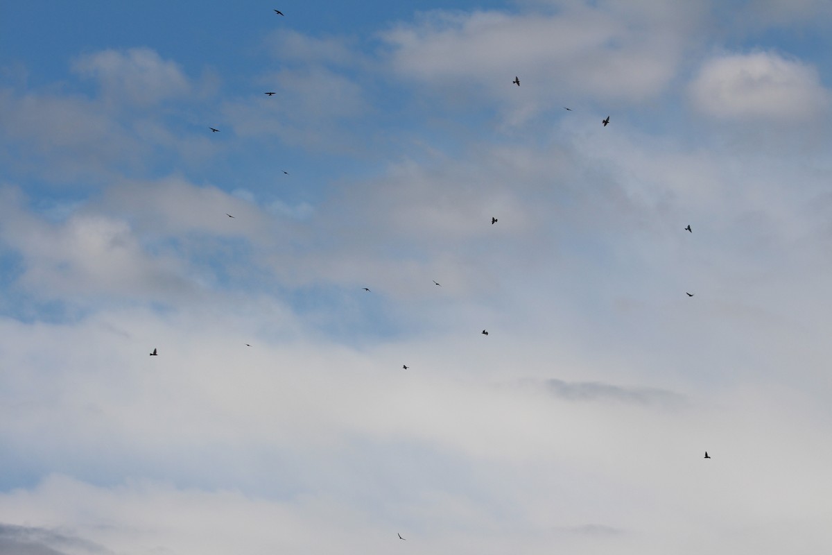 Ak Kaşlı Ormankırlangıcı - ML646378281