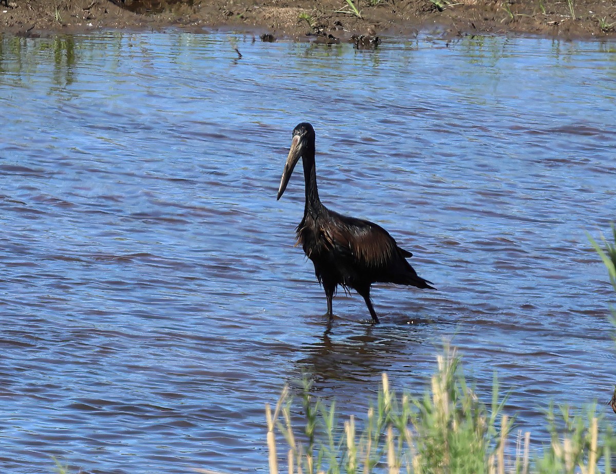 African Openbill - ML646378282
