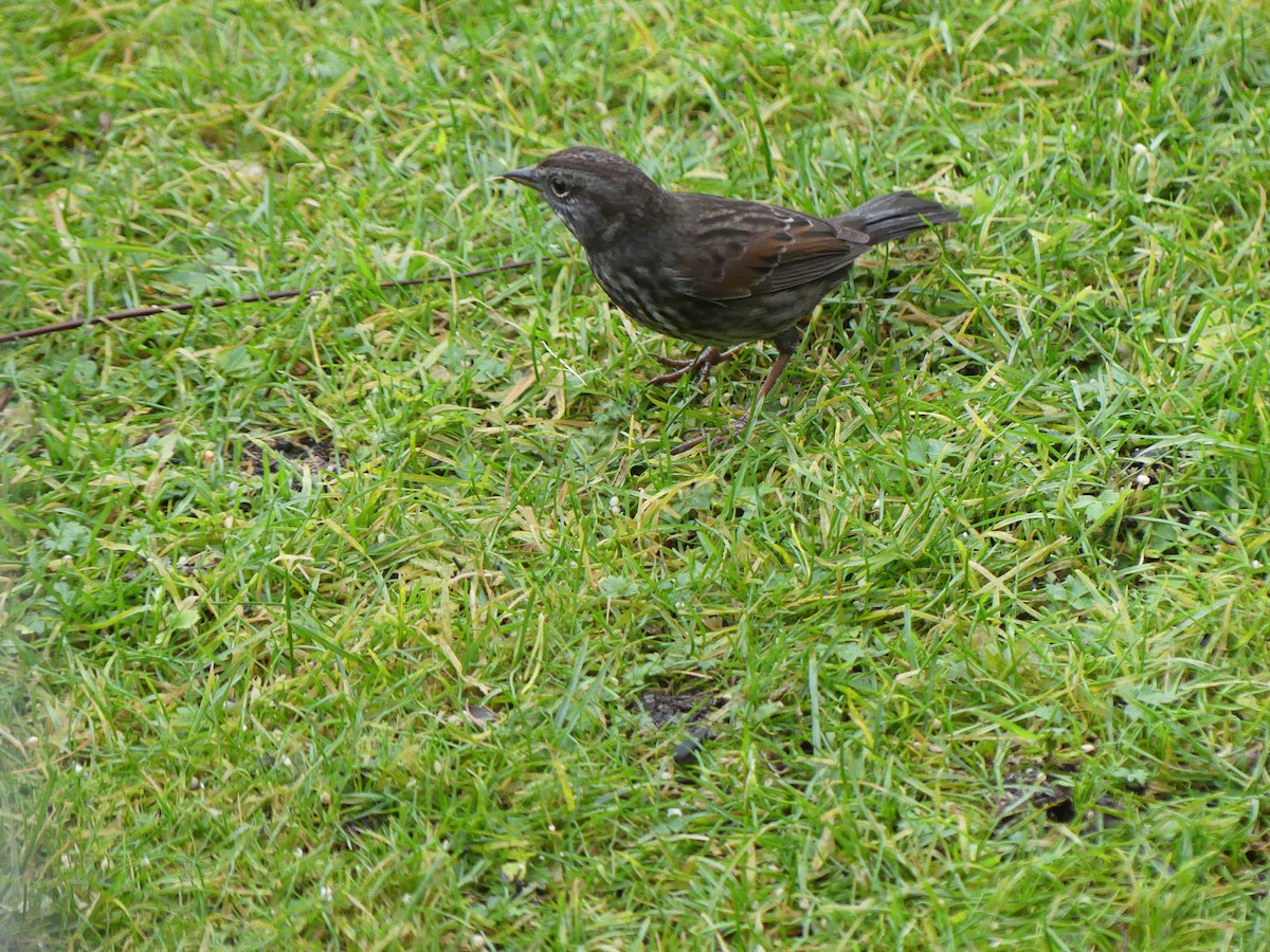 Song Sparrow - ML646378283