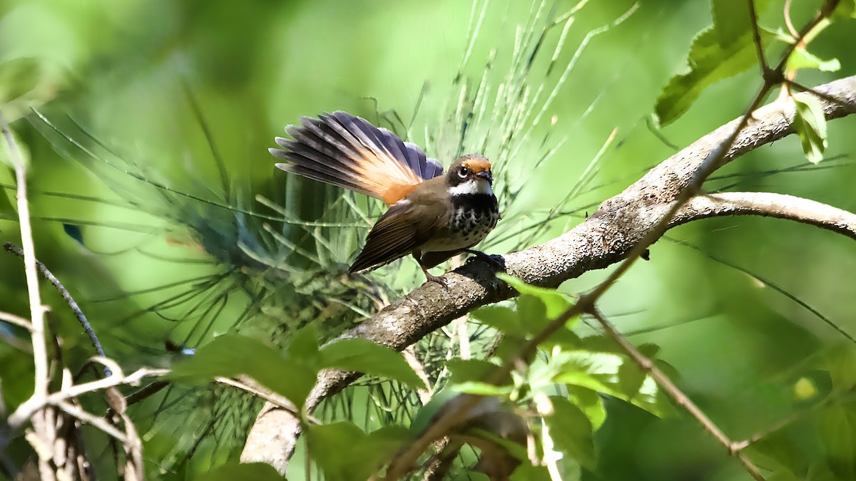 Australian Rufous Fantail - ML646378285