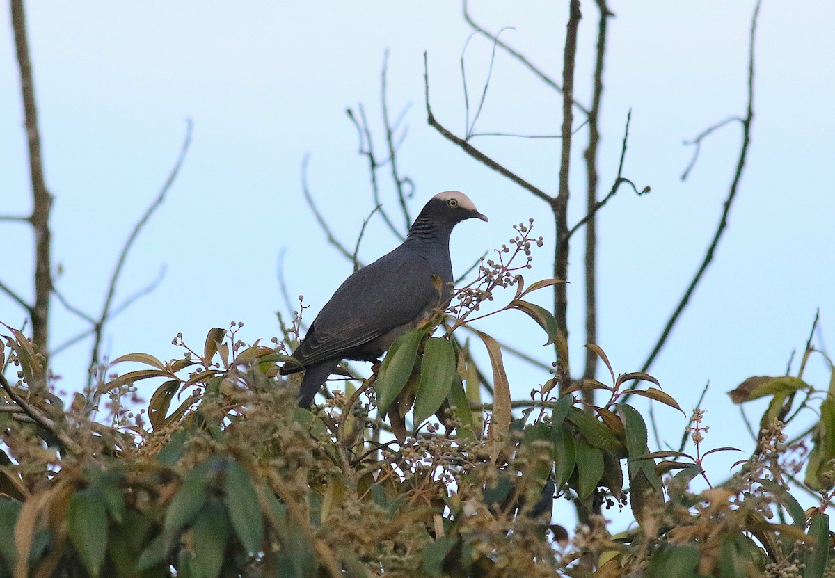 White-crowned Pigeon - ML646378288
