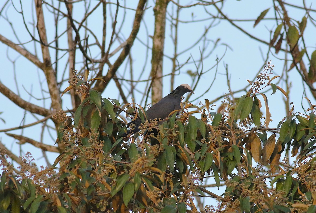 White-crowned Pigeon - ML646378289