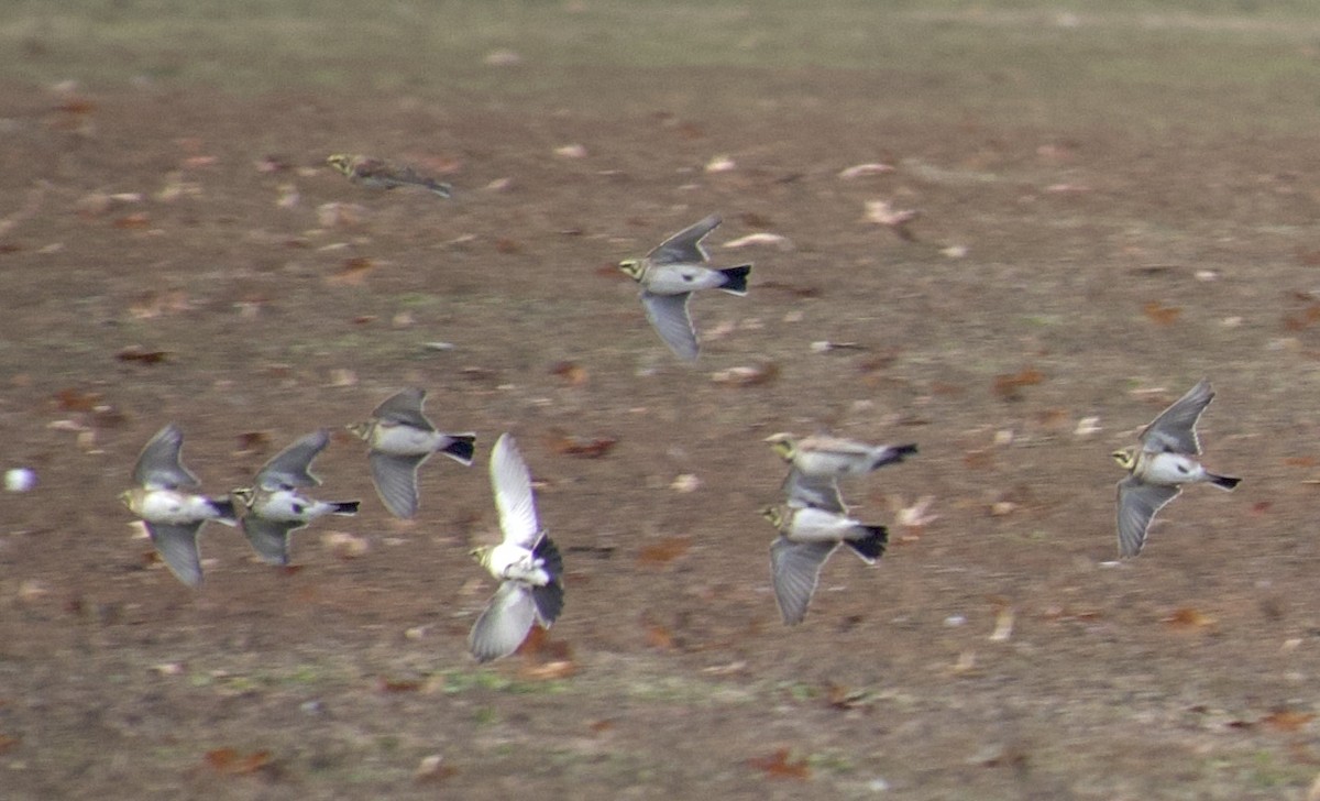 Alondra Cornuda - ML646378296