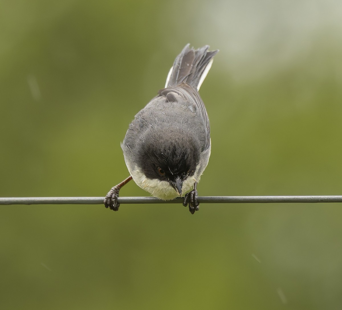 Black-capped Warbling Finch - ML646378297