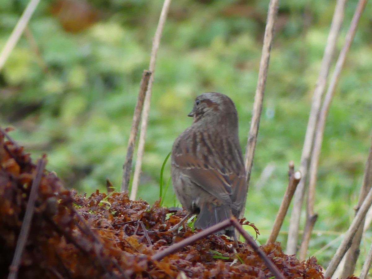 Song Sparrow - ML646378298