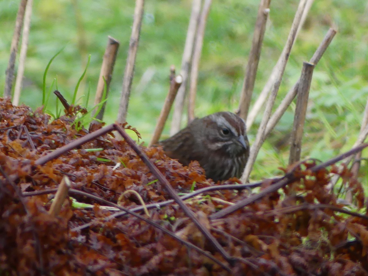Song Sparrow - ML646378299