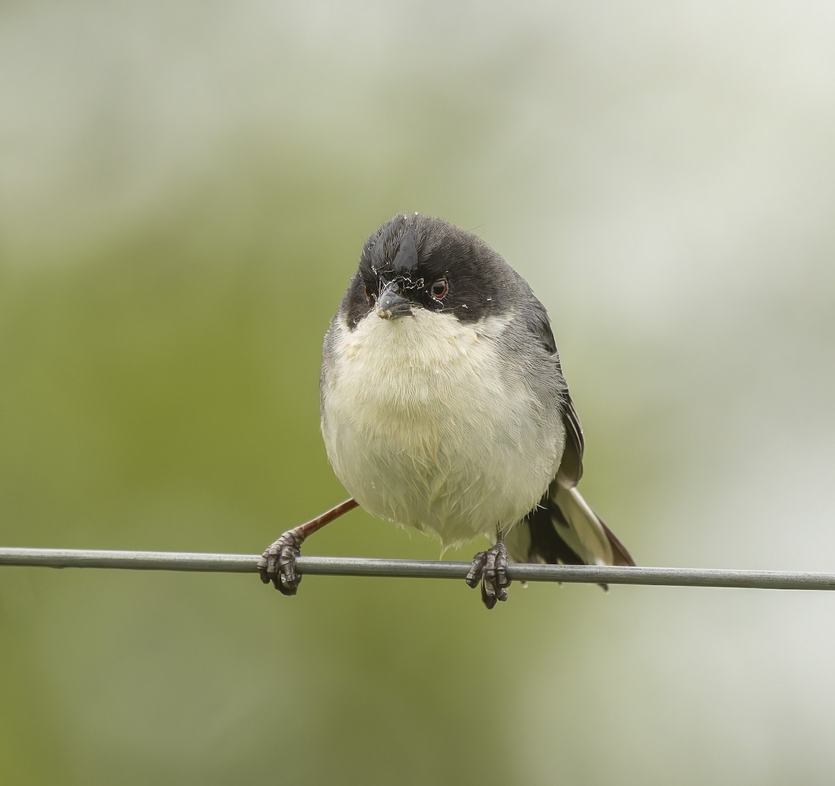 Black-capped Warbling Finch - ML646378302