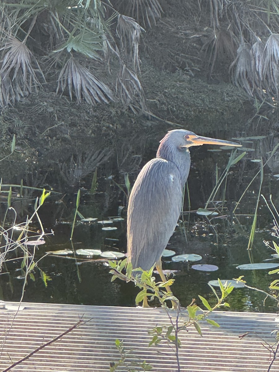 Tricolored Heron - ML646378304