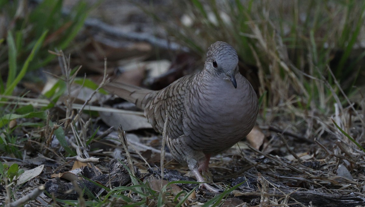 Inca Dove - ML646378306