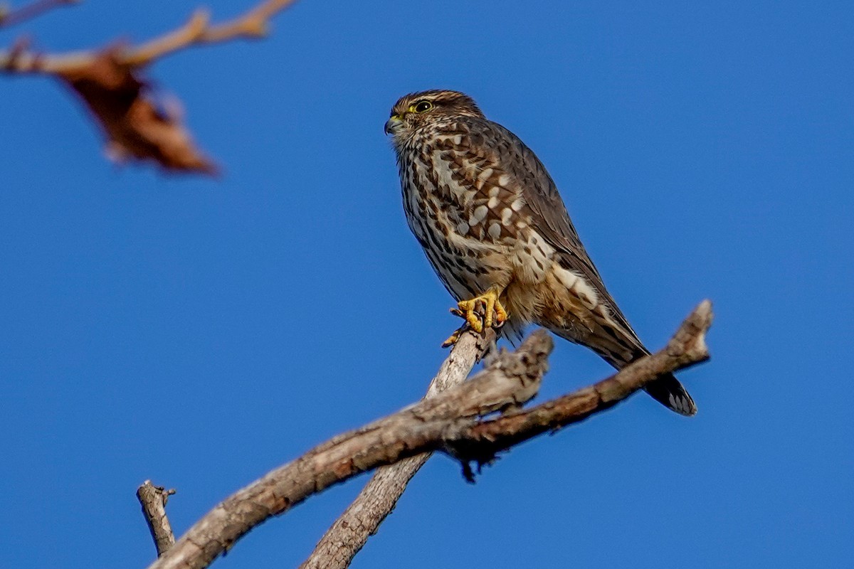 Merlin - ML646378307